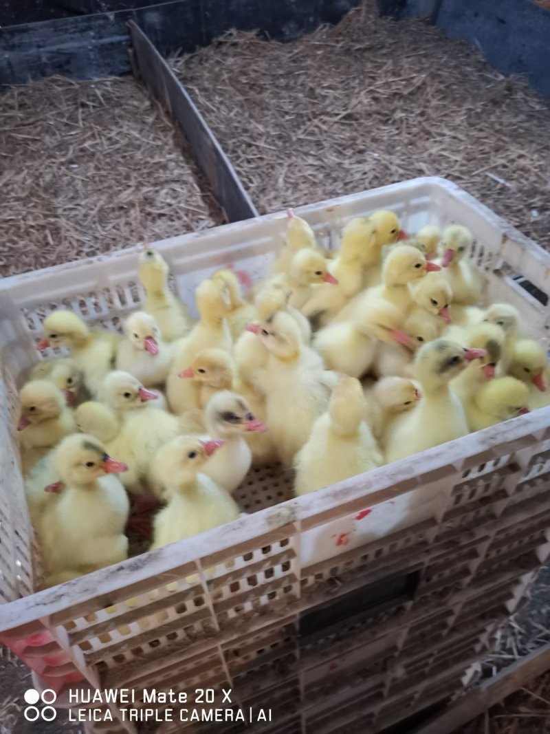 大种纯三花鹅苗，成活率高，抵抗力强