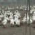 泰州白鹅鹅苗250g以下