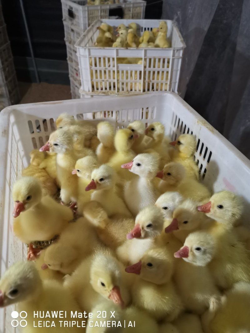 泰州白鹅鹅苗250g以下