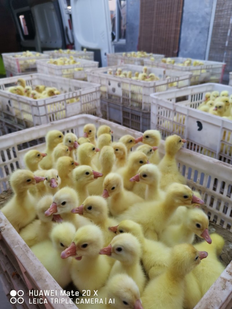 白鹅苗250g以下