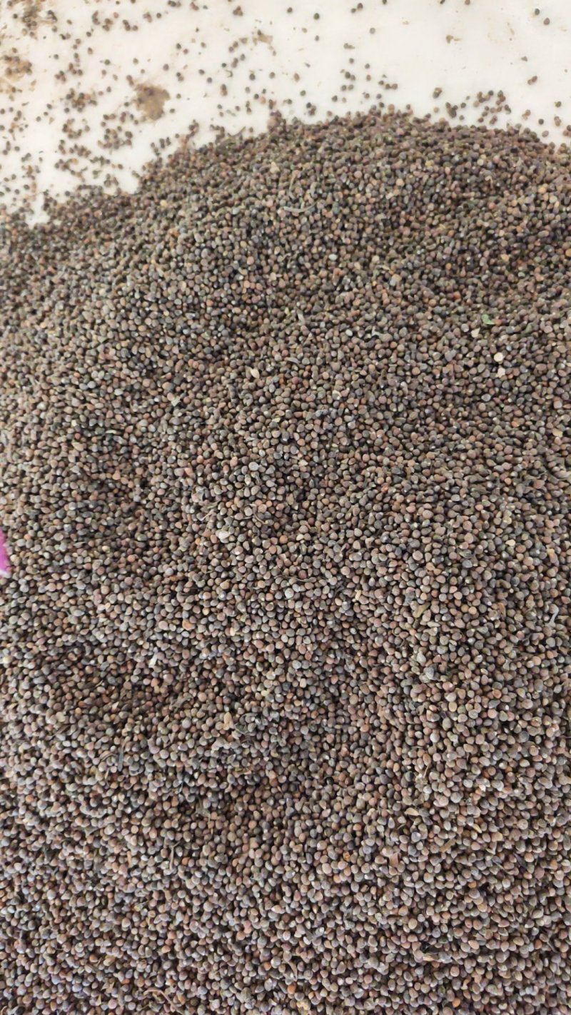 紫苏籽需要的客户抓紧时间，量大优惠，支持全国物流发货，