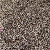 紫苏籽需要的客户抓紧时间，量大，支持全国物流发货，