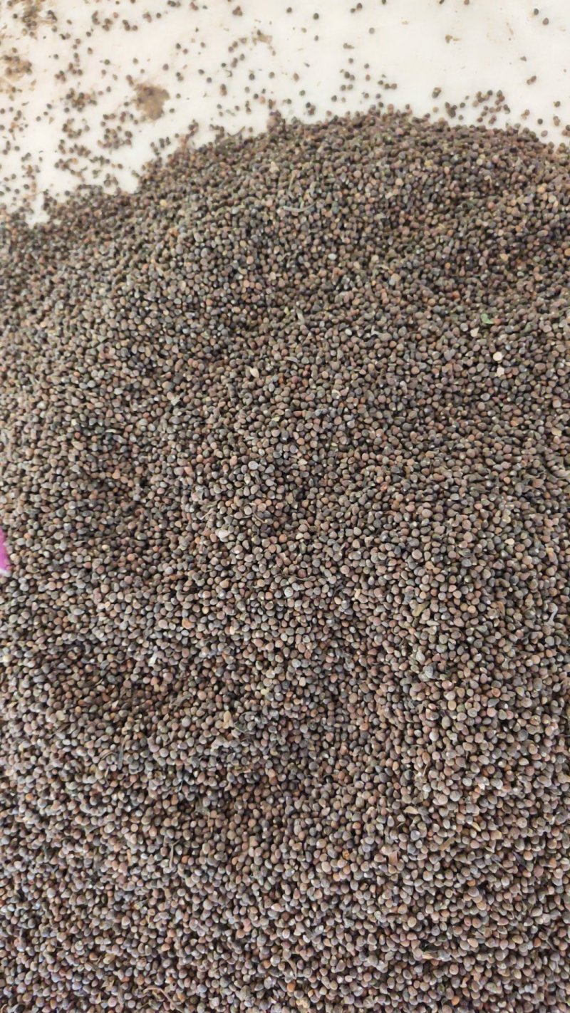 紫苏籽需要的客户抓紧时间，量大优惠，支持全国物流发货，