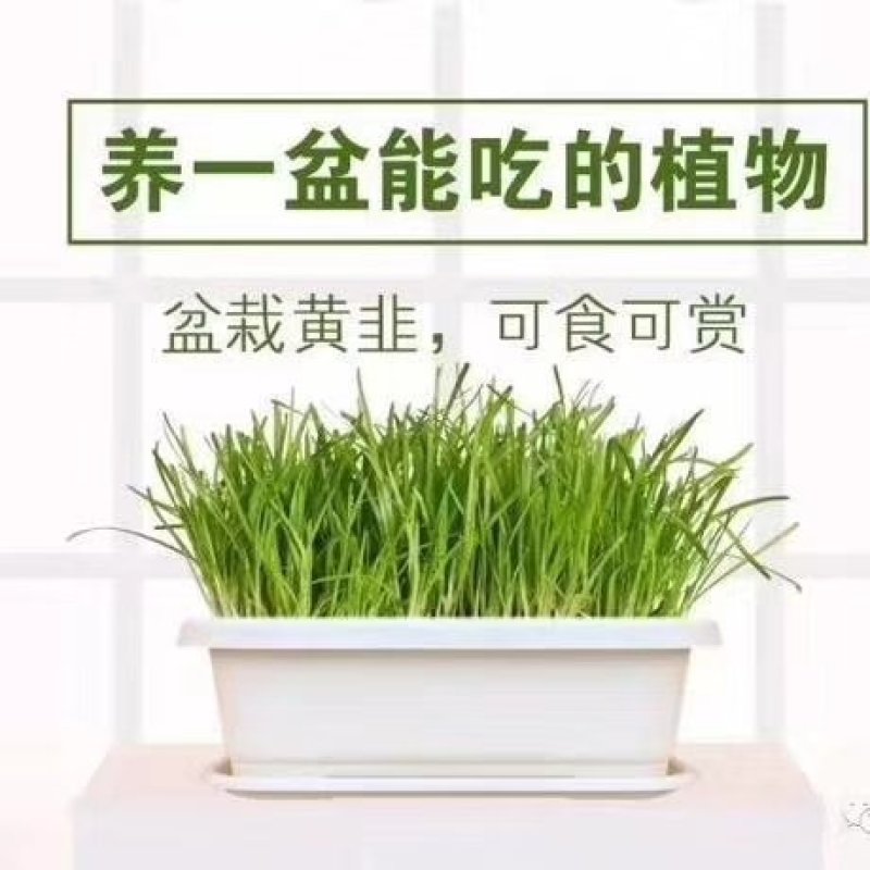 黄韭盆景
