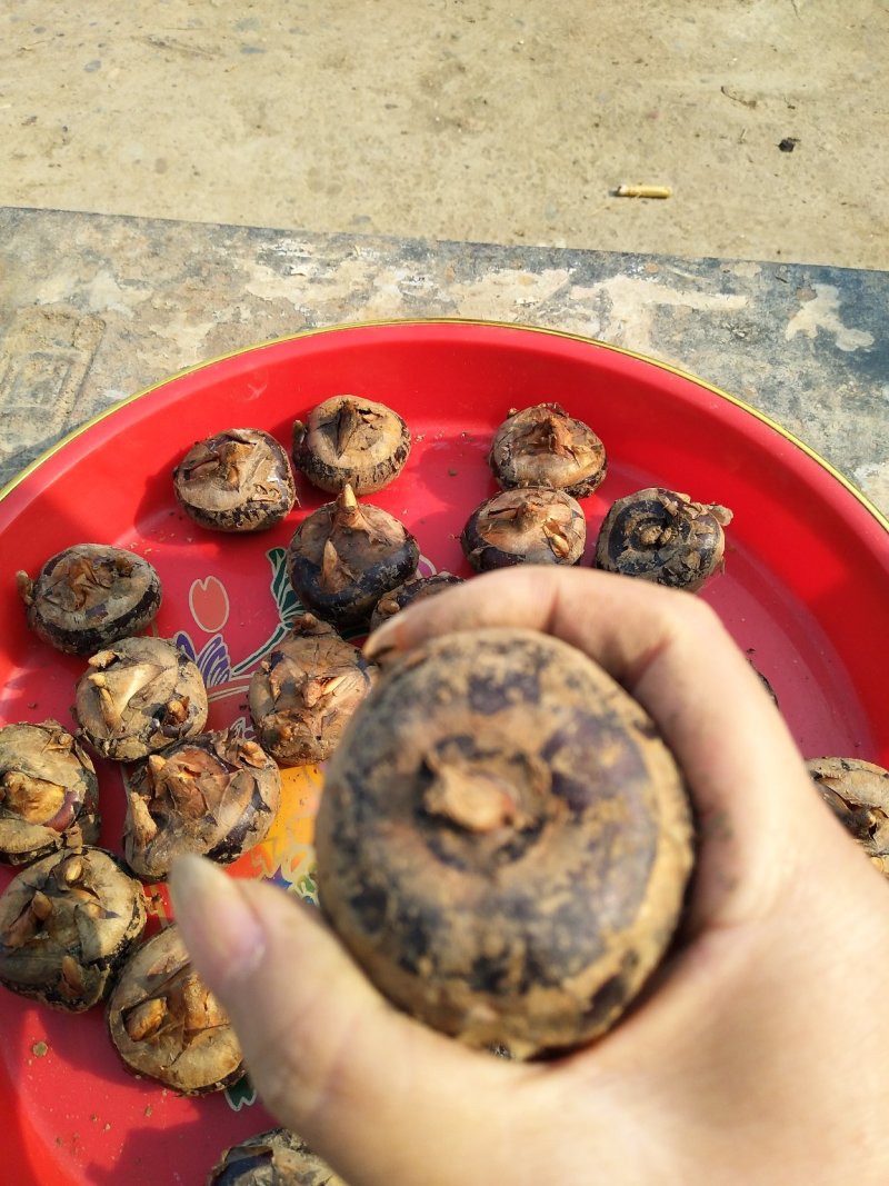荸荠马蹄个大皮薄水份充足口感甜可视频看货