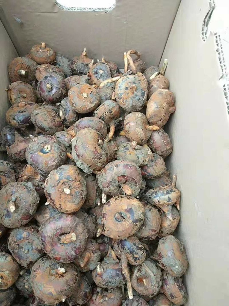 荸荠马蹄个大皮薄水份充足口感甜可视频看货