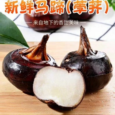 荸荠马蹄个大皮薄水份充足口感甜可视频看货