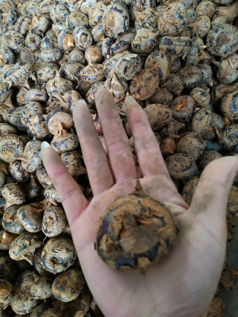 荸荠马蹄个大皮薄水份充足口感甜可视频看货