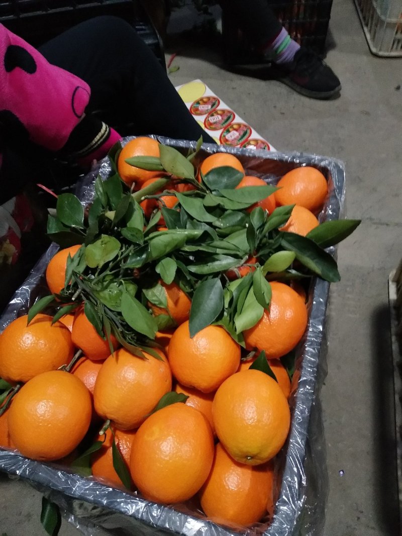 秭归伦晚血橙可视频看货口感甜蜜无渣一手货源