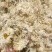 菊花1公斤起批不包邮量大电议欢迎咨询各种中药材
