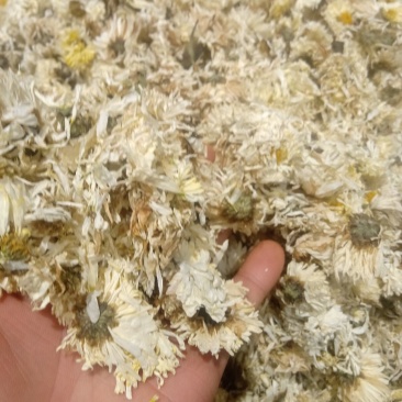 菊花1公斤起批不包邮量大电议欢迎咨询各种中药材