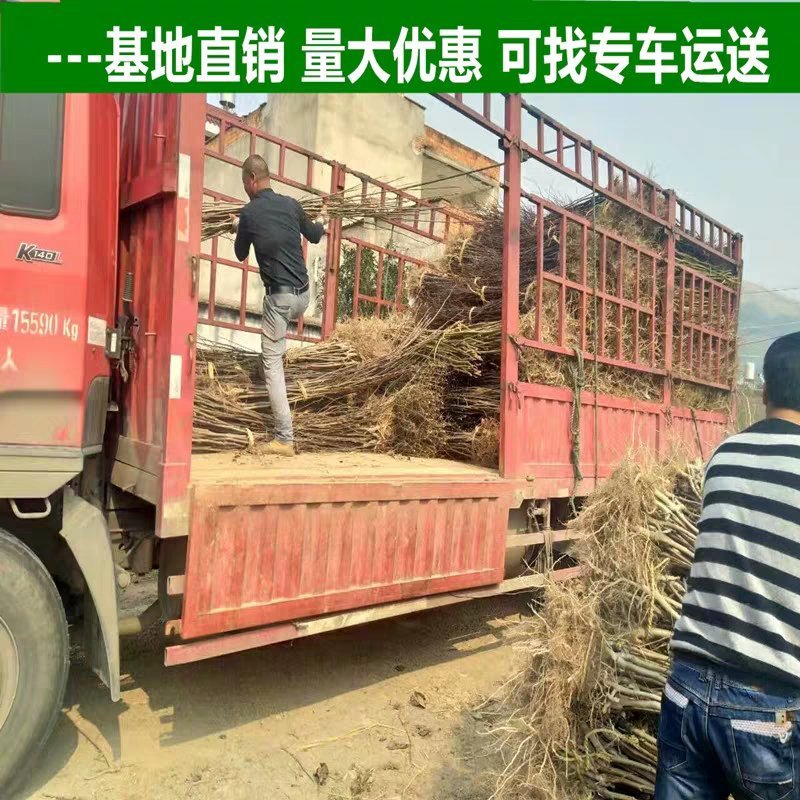 紫叶李红叶李，绿化苗木庭院绿化红叶李紫叶李
