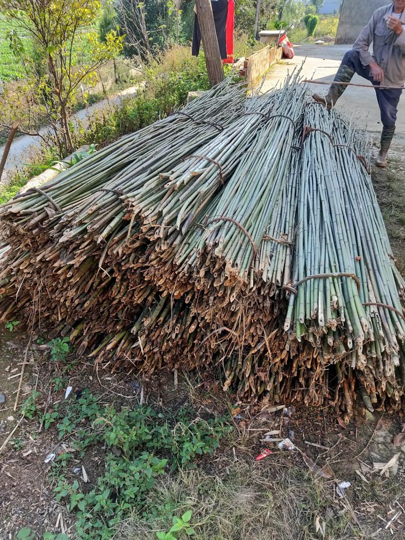 大量出售质量好价格便宜的菜架竹子