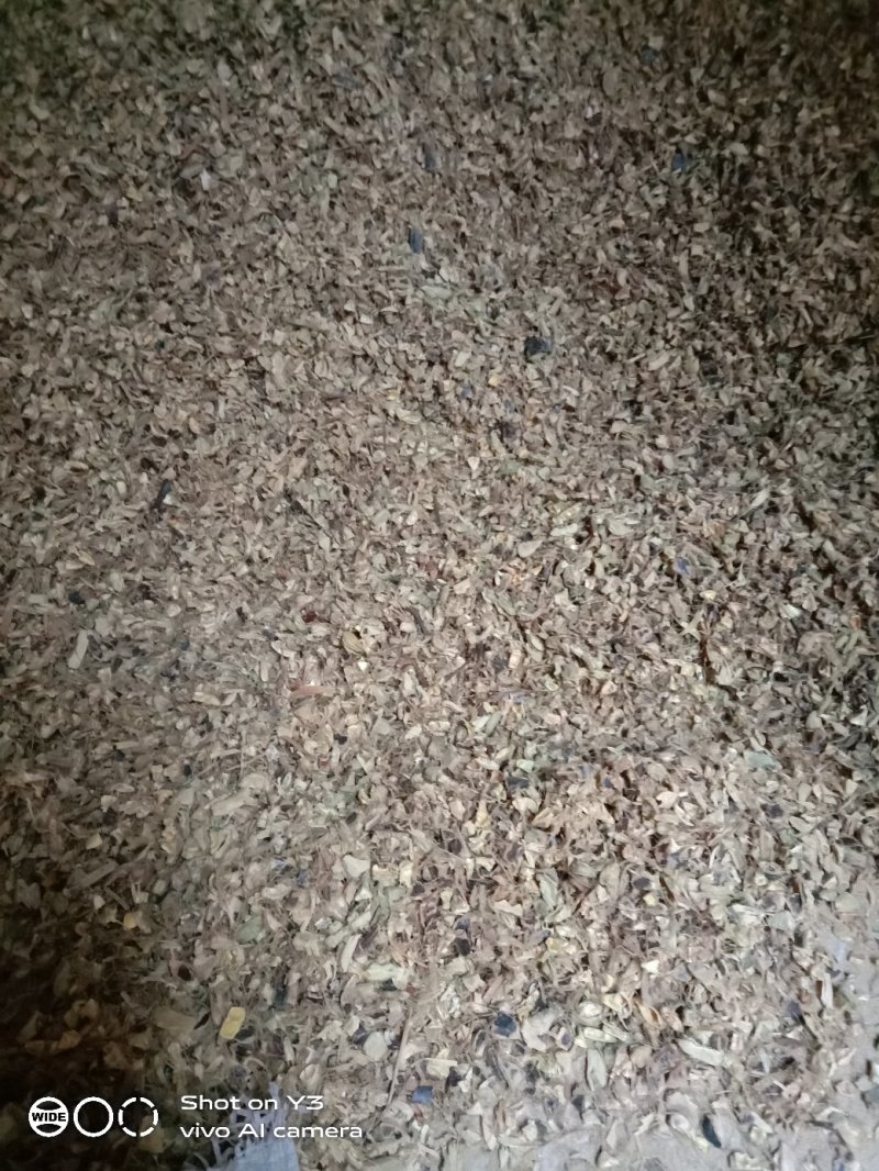 天然野生大皂角皮，大皂角粉