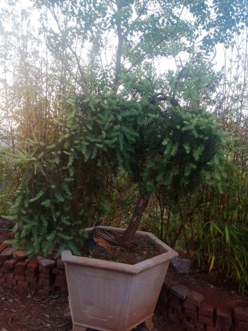 苗圃到期所有苗木低价处理