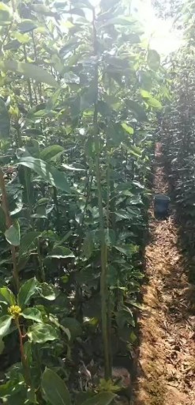 苗圃到期所有苗木低价处理