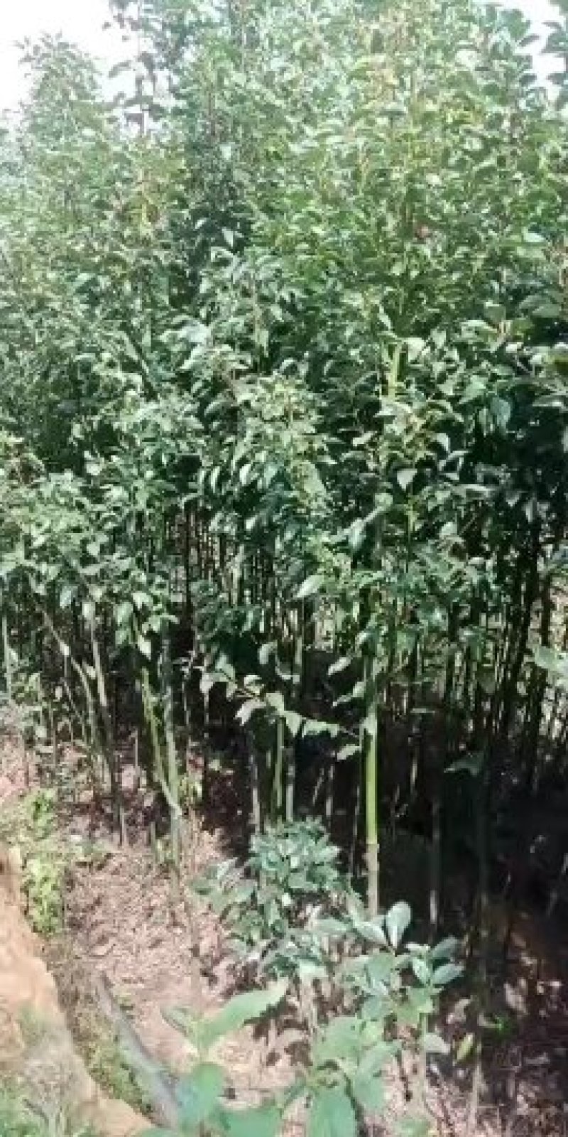 苗圃到期所有苗木低价处理