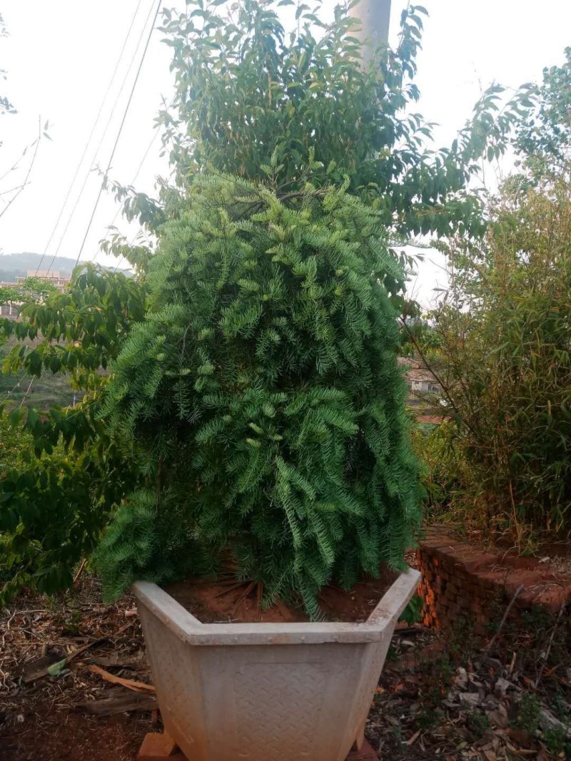 苗圃到期所有苗木低价处理