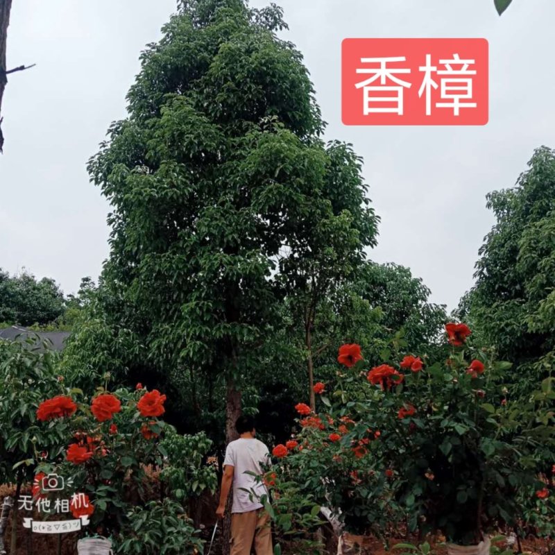 苗圃到期所有苗木低价处理