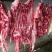 驴肉