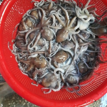 章鱼八爪鱼