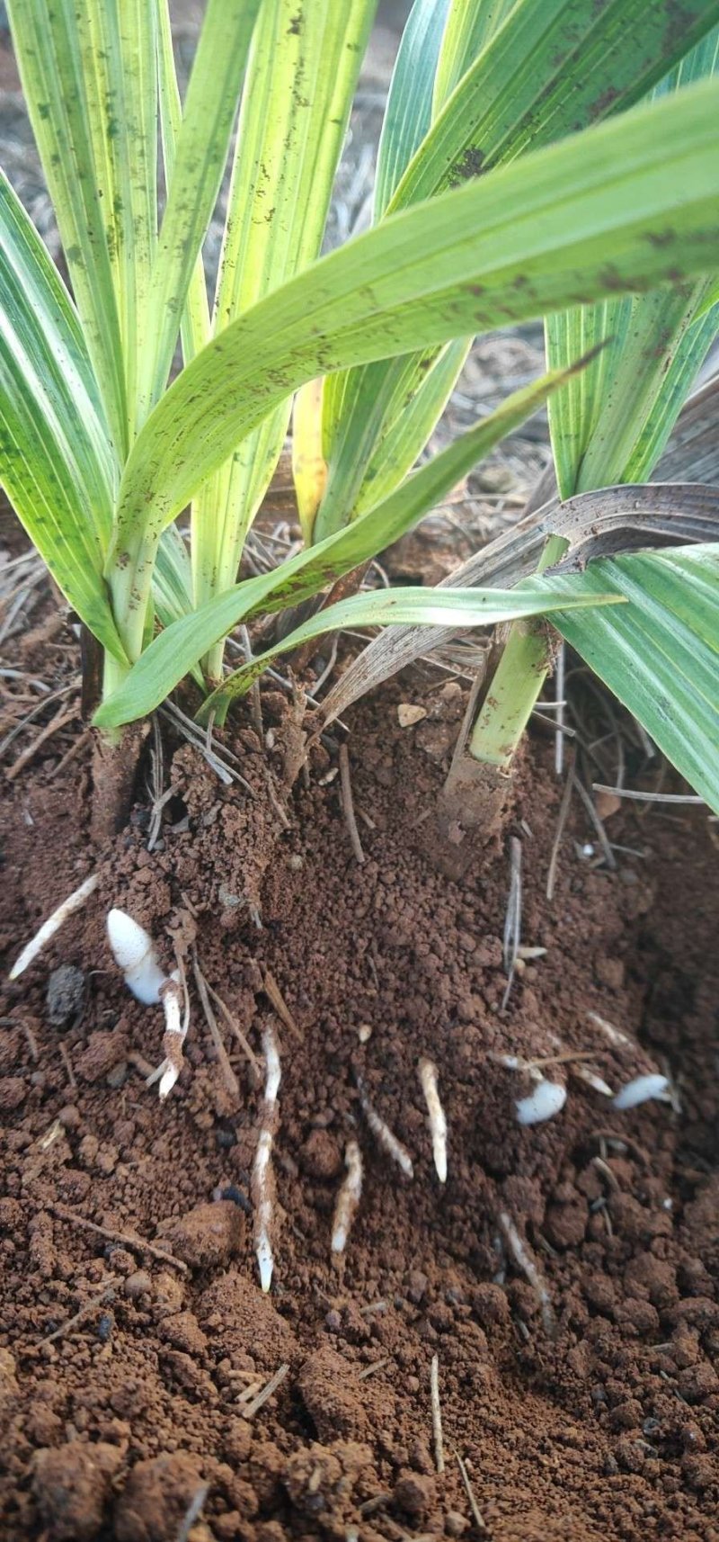 白芨成品，大量有货，需要的请联系我，产地自发欢迎咨询。