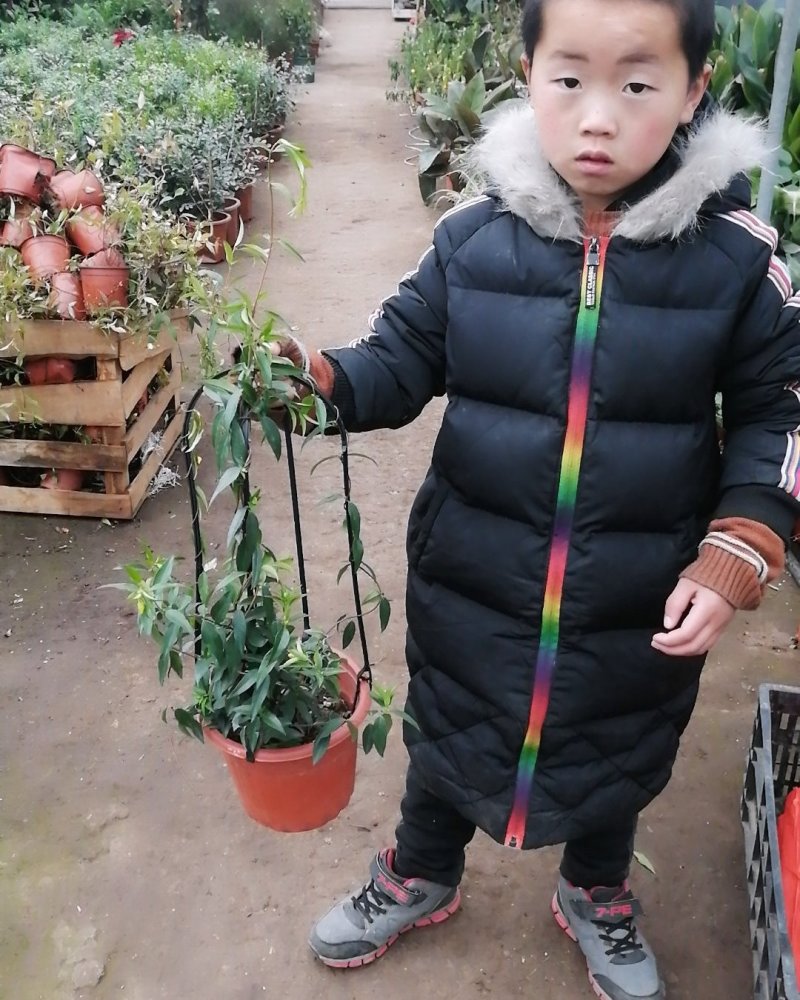 法国香水茉莉爬藤植物耐寒盆栽庭院攀爬。