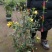 法国香水茉莉爬藤植物耐寒盆栽庭院攀爬。