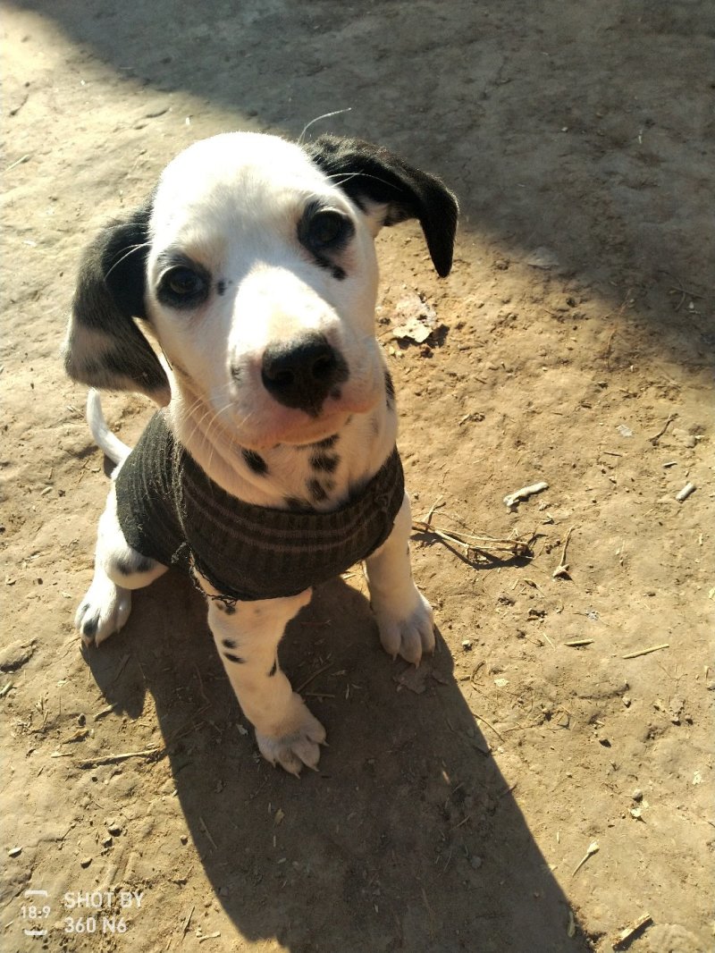 斑点狗又名大麦盯犬，短毛。性格温顺！外观美！