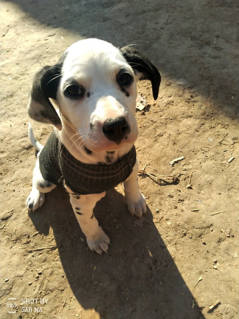 斑点狗又名大麦盯犬，短毛。性格温顺！外观美！