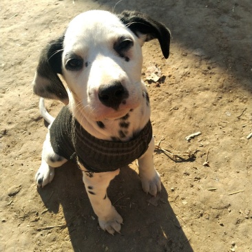 斑点狗又名大麦盯犬，短毛。性格温顺！外观美！