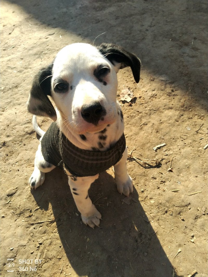 斑点狗又名大麦盯犬，短毛。性格温顺！外观美！