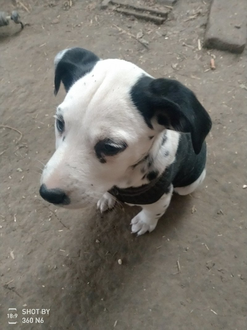 斑点狗又名大麦盯犬，短毛。性格温顺！外观美！