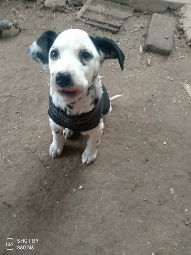 斑点狗又名大麦盯犬，短毛。性格温顺！外观美！