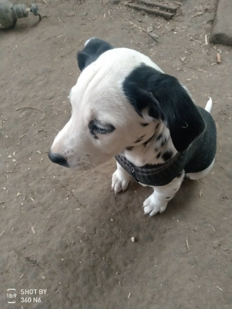 斑点狗又名大麦盯犬，短毛。性格温顺！外观美！