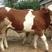 西门塔尔牛牛犊品质保证，厂家直销，专注养牛三十年