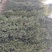 精品蜀侩，侩柏，铅笔柏，1-5米蜀侩，占地蜀侩