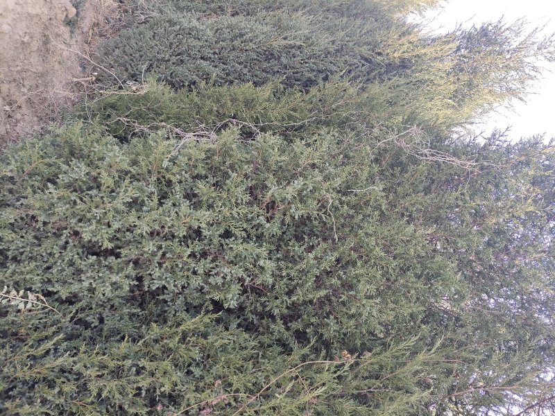精品蜀侩，侩柏，铅笔柏，1-5米蜀侩，占地蜀侩