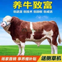 西门塔尔牛肉牛小牛犊牛苗