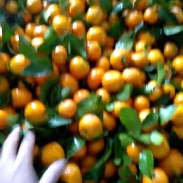 沙糖桔