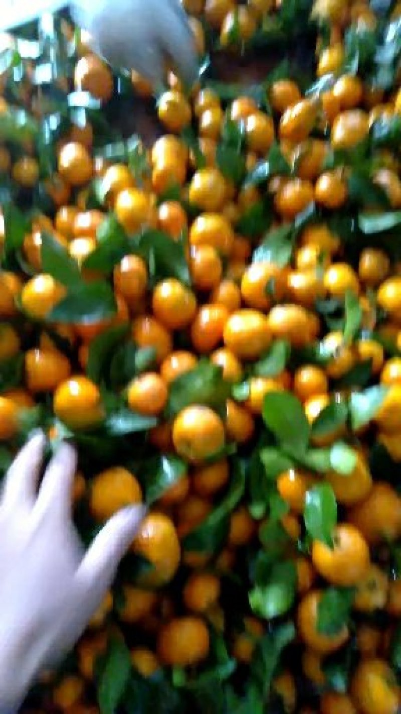 沙糖桔
