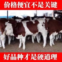 西门塔尔牛小牛犊种牛苗肉牛