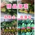 精品大叶菠菜25～30厘米货源充足价格真实
