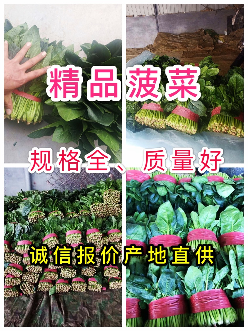 精品大叶菠菜25～30厘米货源充足价格真实