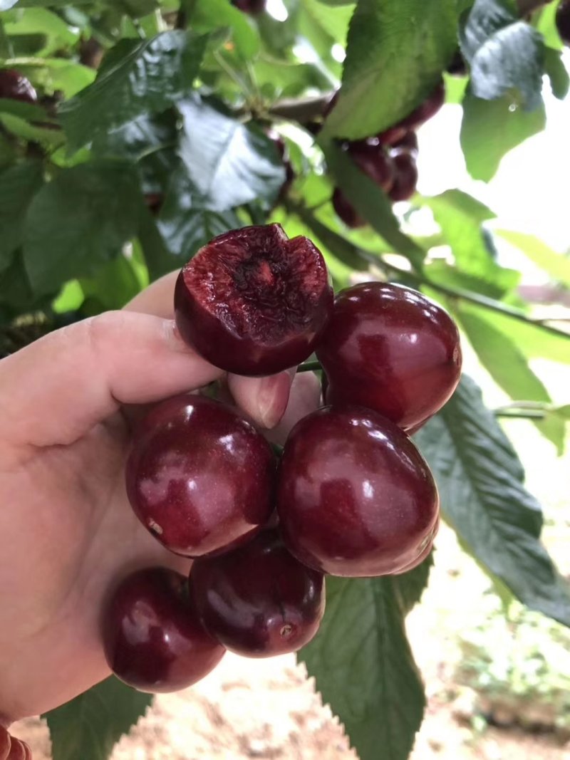 黑珍珠樱桃苗黑珍珠大樱桃培育基地黑珍珠樱桃苗批发