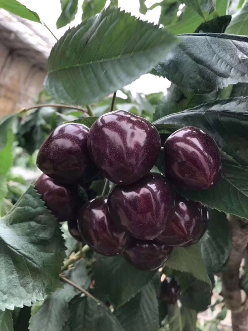 黑珍珠樱桃苗黑珍珠大樱桃培育基地黑珍珠樱桃苗批发