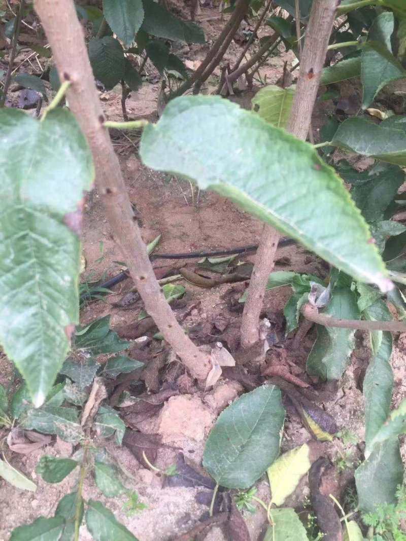 黑珍珠樱桃苗黑珍珠大樱桃培育基地黑珍珠樱桃苗批发