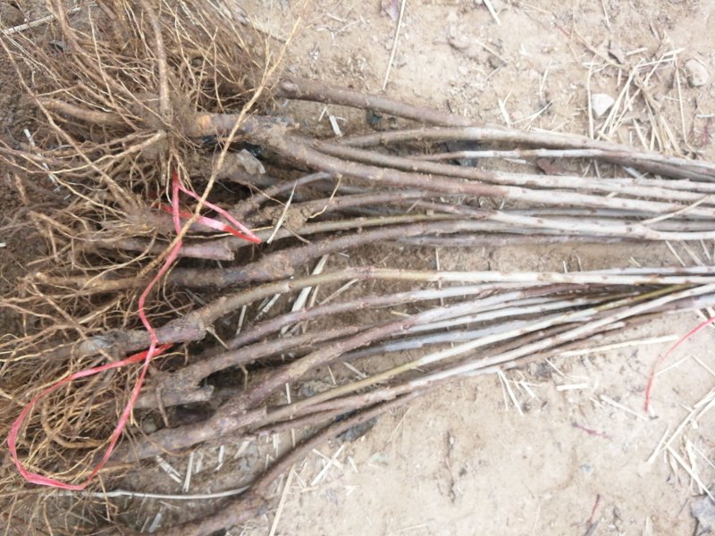 黑珍珠樱桃苗黑珍珠大樱桃培育基地黑珍珠樱桃苗批发