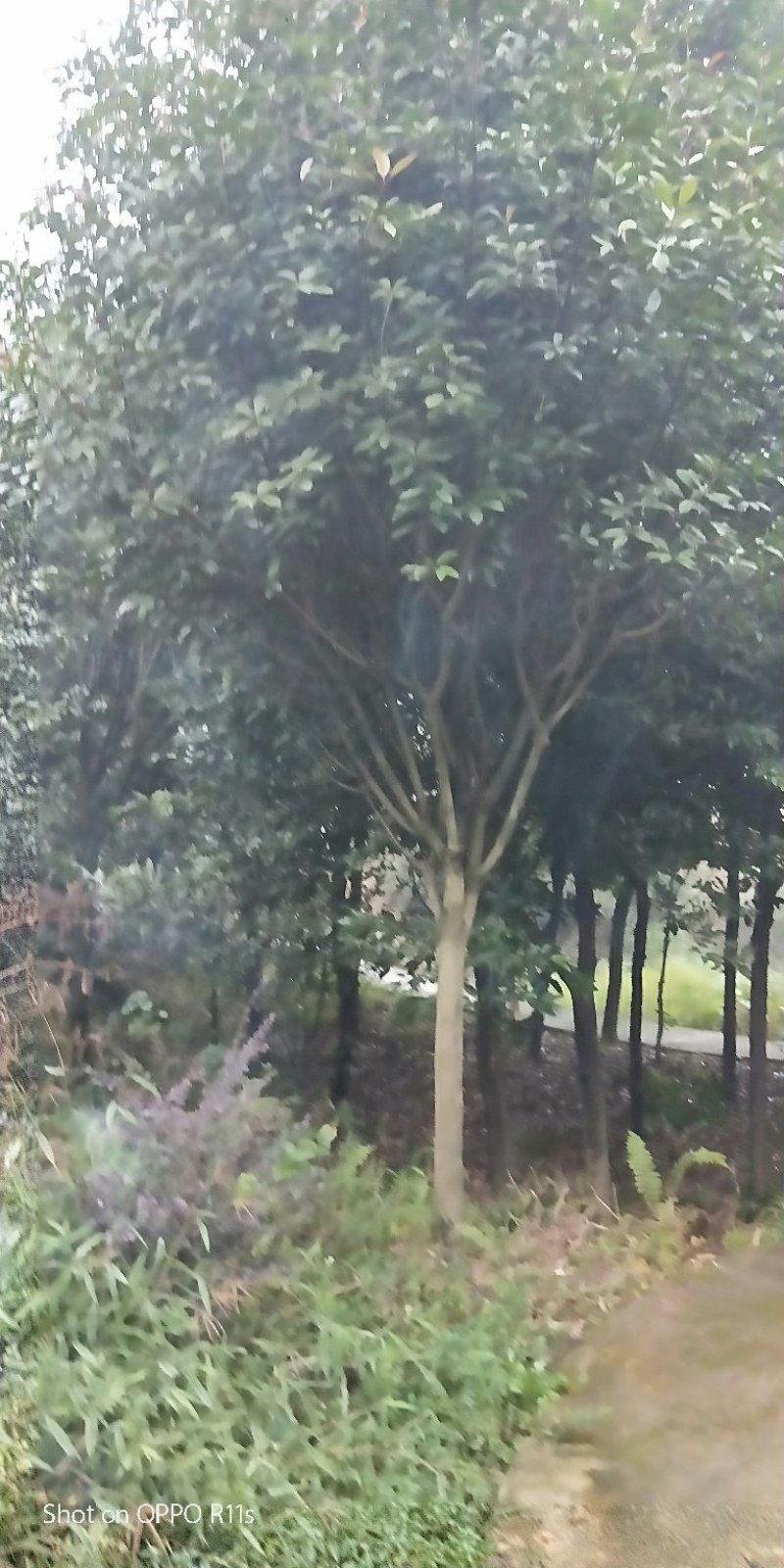 红叶石楠绿化苗高速公路隔离带，数量一万株以上