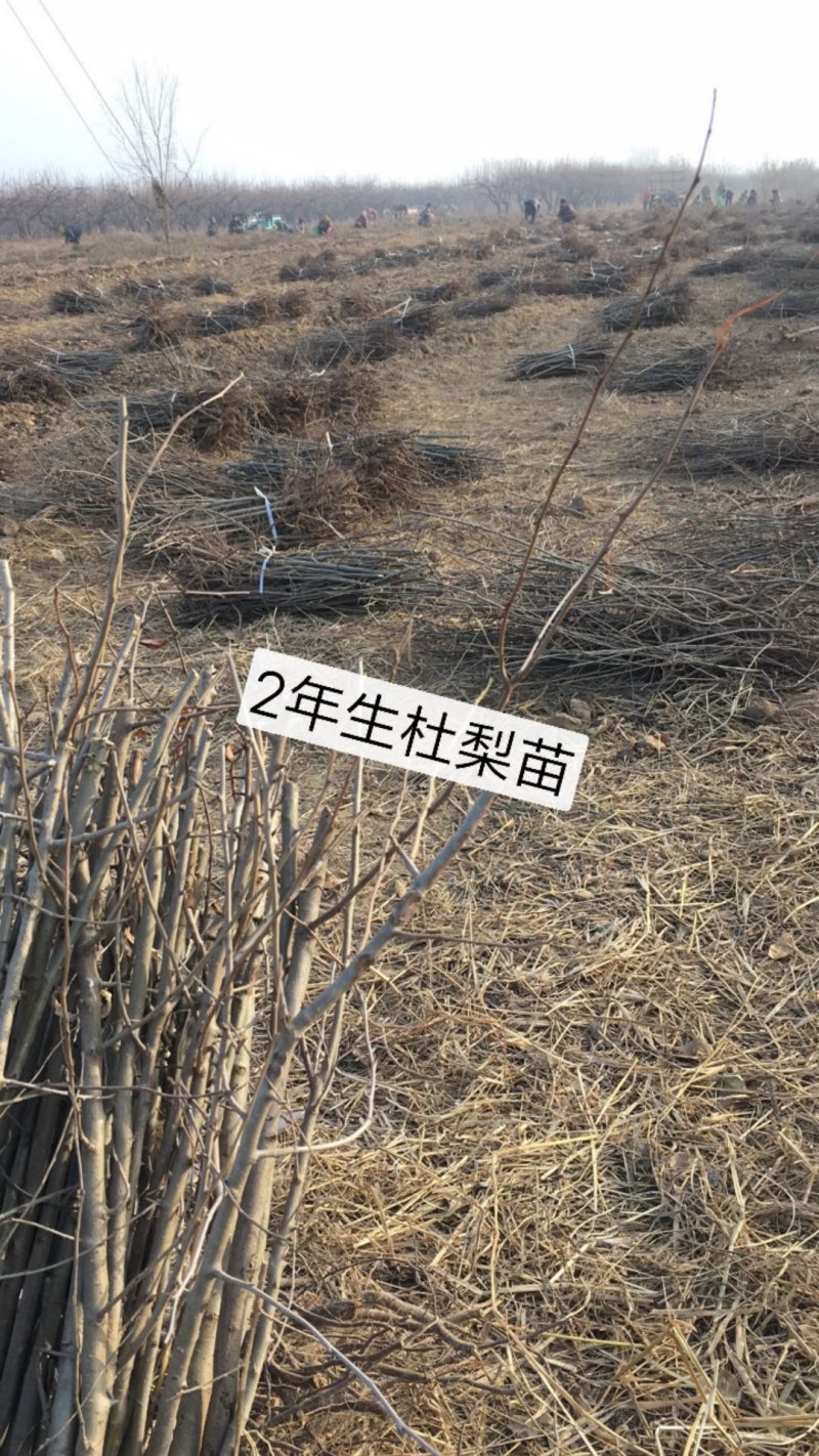 2年生杜梨苗，断根移栽苗，现起苗现出售，批发